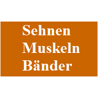 sehnen_muskeln__bnder